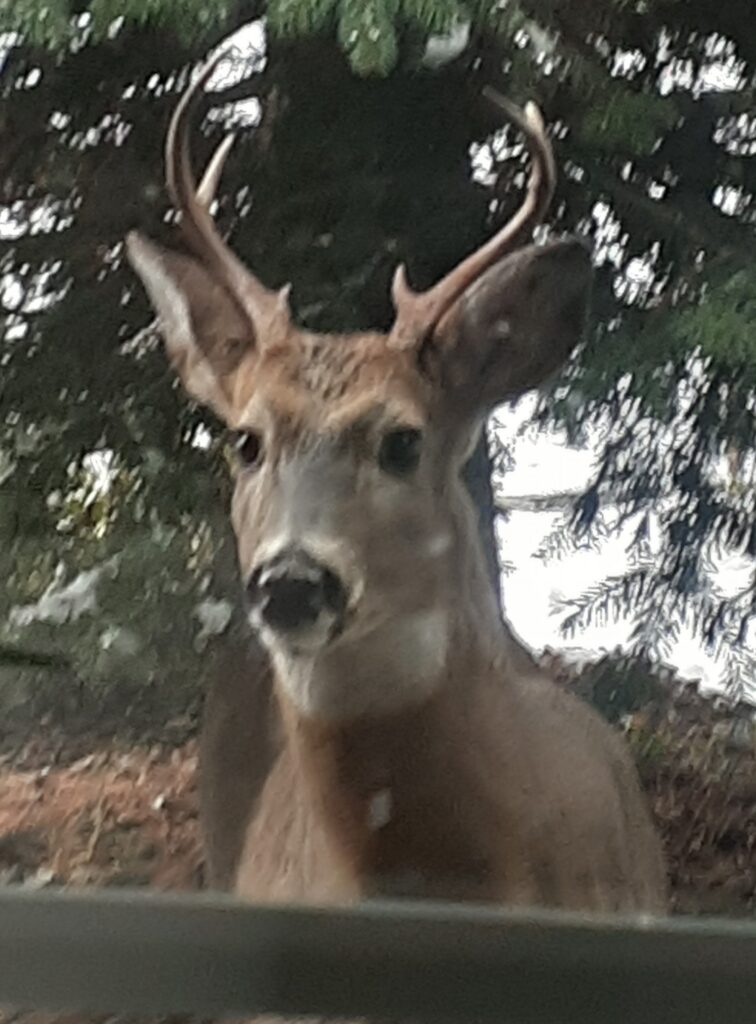 We get deer in the yard frequently, but this one came up on porch to see what I was doing at the kitchen sink.